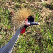 Photo de Grue couronne