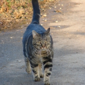 Photo de Chat domestique