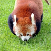 Photo de Panda roux