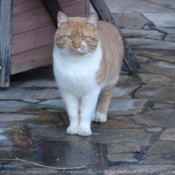 Photo de Chat domestique