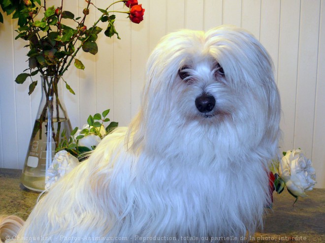 Photo de Coton de tulear