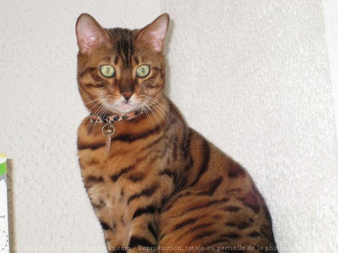 Photo de Bengal