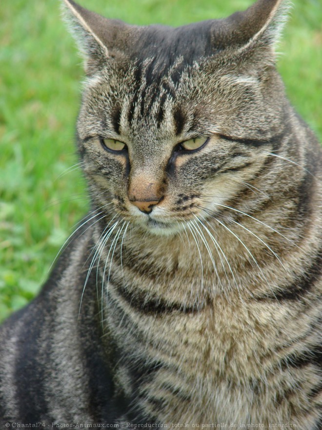 Photo de Chat domestique