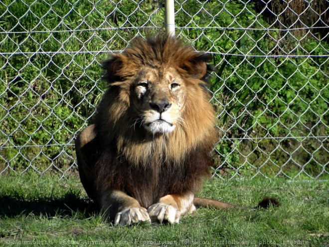 Photo de Lion