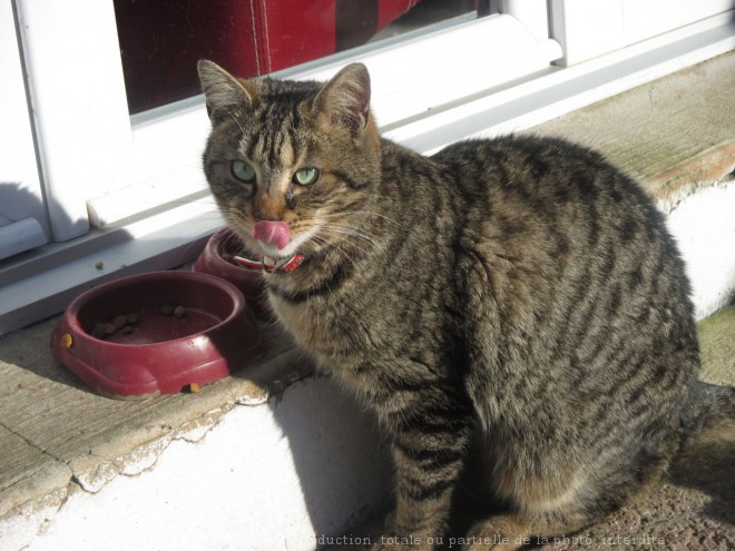 Photo de Chat domestique