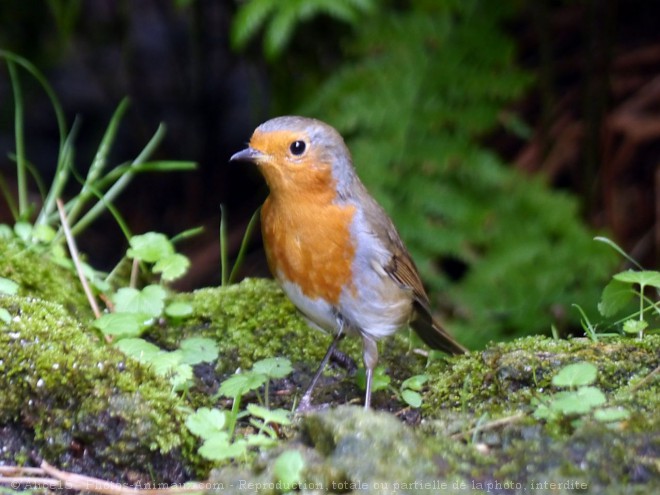 Photo de Rouge gorge