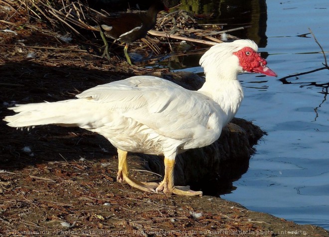 Photo de Canard de barbarie