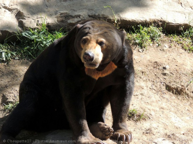 Photo d'Ours