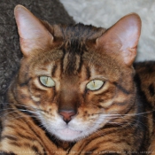 Photo de Bengal