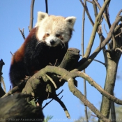 Photo de Panda roux