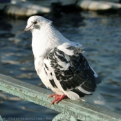 Photo de Pigeon