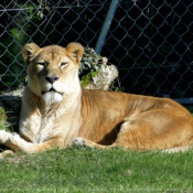 Photo de Lion