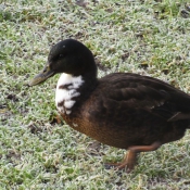 Photo de Canard