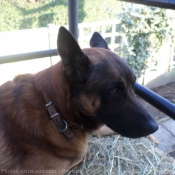 Photo de Berger belge malinois