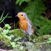 Photo de Rouge gorge