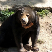 Photo d'Ours