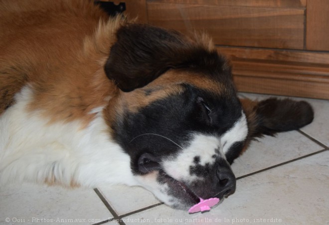 Photo de Saint-bernard poil long