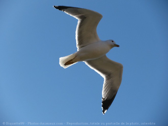 Photo de Mouette