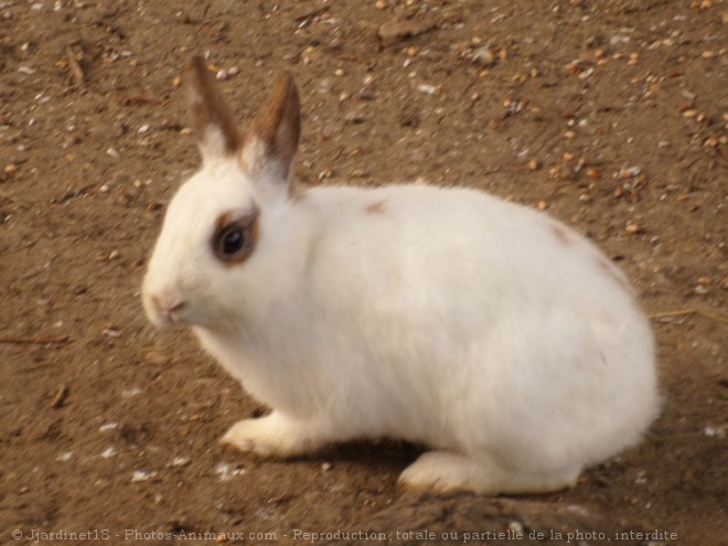 Photo de Lapin