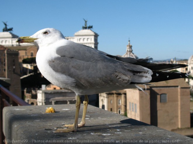 Photo de Mouette