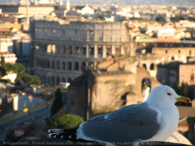 Photo de Mouette