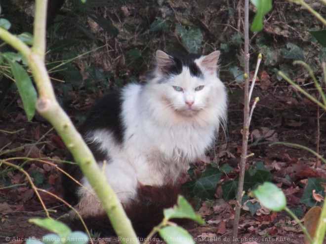 Photo de Chat domestique