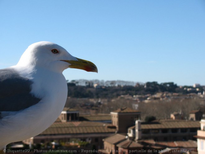 Photo de Mouette