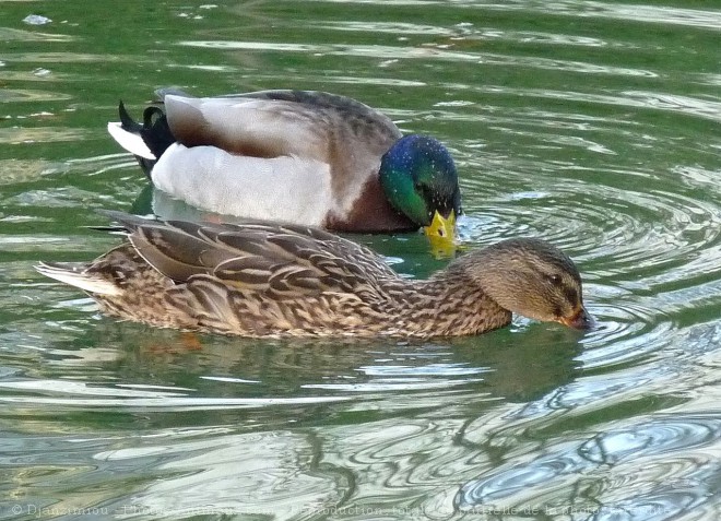 Photo de Canard colvert