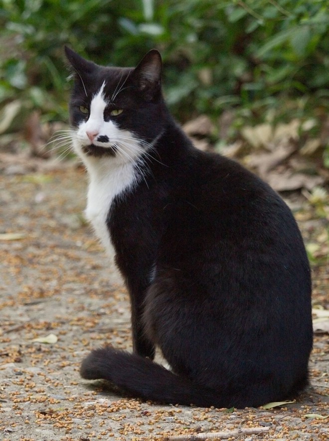 Photo de Chat domestique