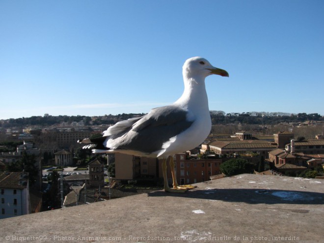 Photo de Mouette