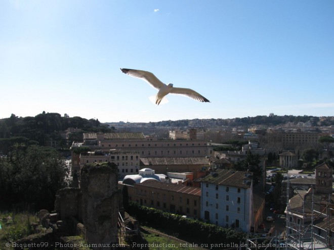 Photo de Mouette