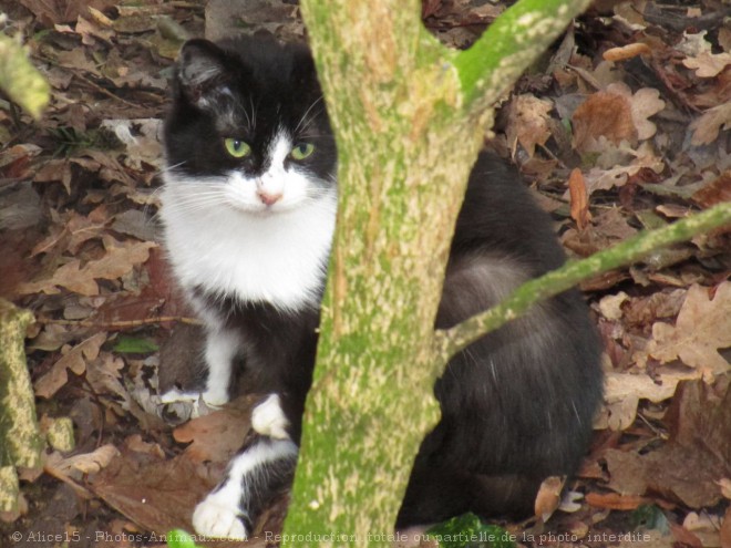 Photo de Chat domestique