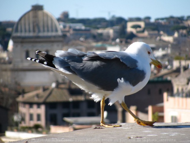 Photo de Mouette