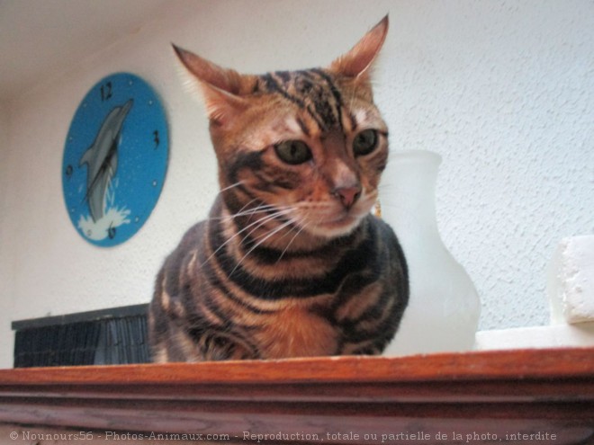 Photo de Bengal