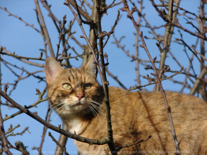 Photo de Chat domestique