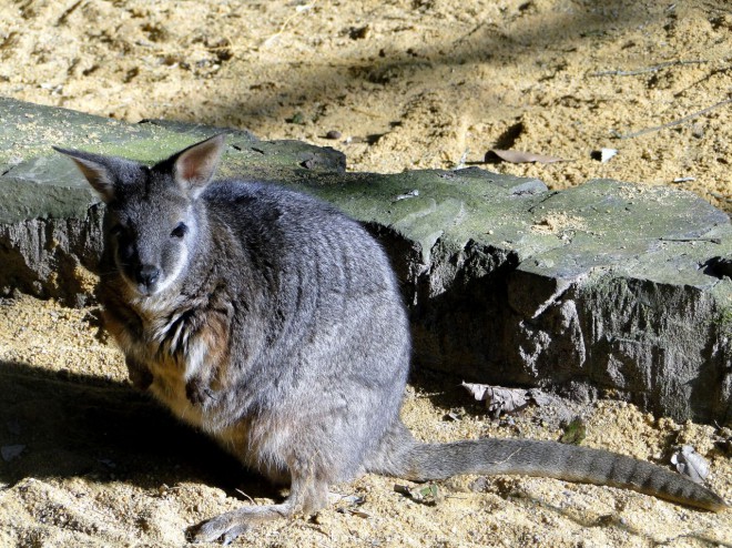 Photo de Wallaby