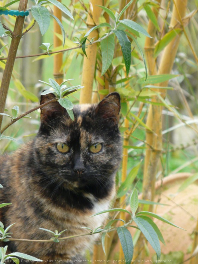 Photo de Chat domestique