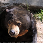 Photo d'Ours