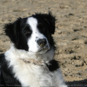 Photo de Border collie