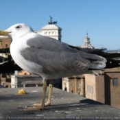 Photo de Mouette