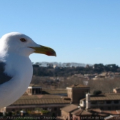 Photo de Mouette