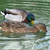 Photo de Canard colvert