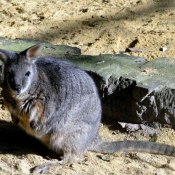 Photo de Wallaby