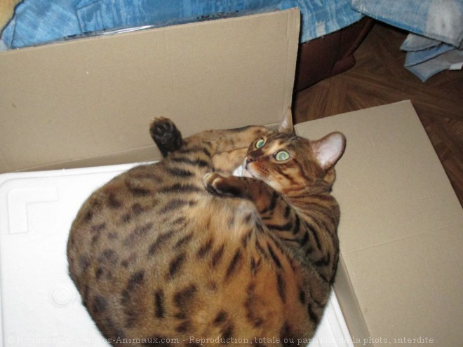 Photo de Bengal