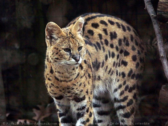 Photo de Serval