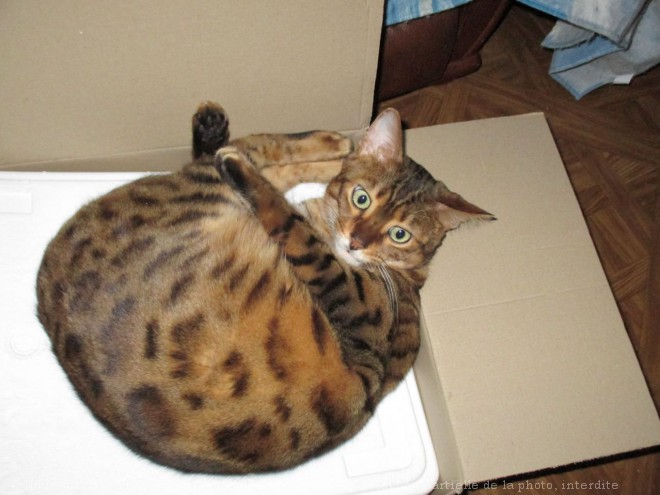 Photo de Bengal