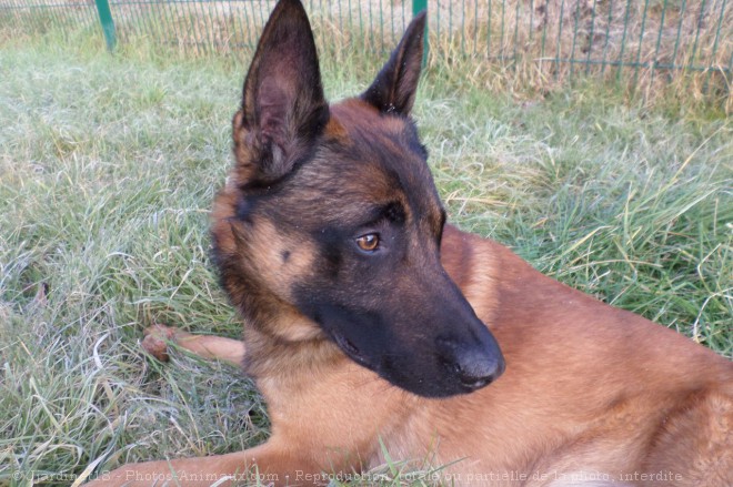 Photo de Berger belge malinois