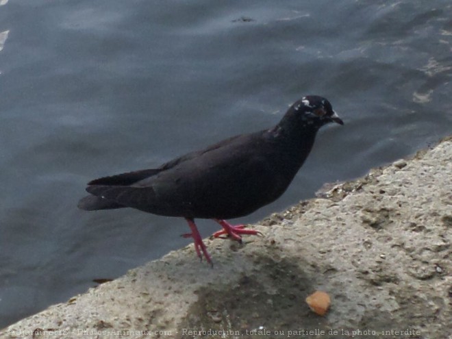 Photo de Pigeon - biset