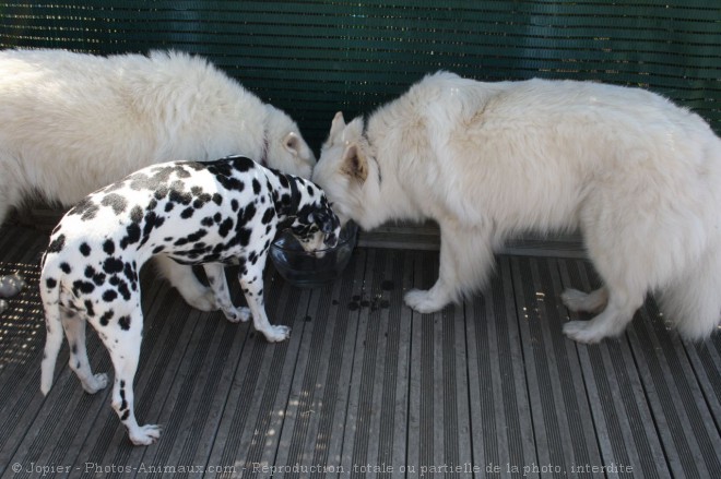 Photo de Races diffrentes