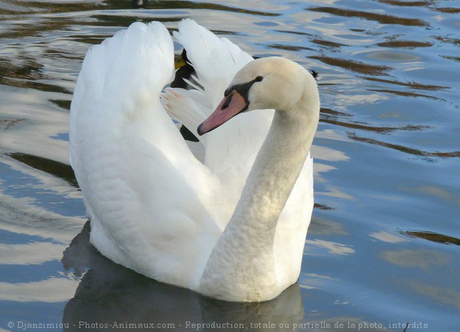 Photo de Cygne